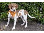 Adopt Leo a Beagle, Mixed Breed