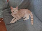 Adopt Teddy a Domestic Short Hair