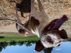 Adopt ROCKY a Australian Cattle Dog / Blue Heeler, Mixed Breed