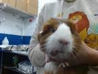 Adopt HYBRID a Guinea Pig