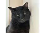 Adopt Dilemma a Domestic Short Hair