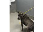 Adopt TACO a Pit Bull Terrier