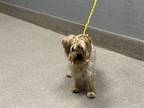 Adopt PEANUT a Yorkshire Terrier