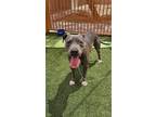 Adopt KODAK a Pit Bull Terrier