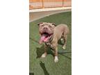 Adopt BASIL a Pit Bull Terrier