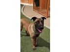 Adopt FRITOS a Belgian Shepherd / Malinois