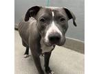 Adopt KENZO a Pit Bull Terrier
