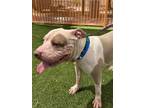 Adopt WEDGES a Pit Bull Terrier