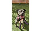 Adopt BAXTER a Pit Bull Terrier