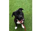 Adopt DELUCA a Pit Bull Terrier