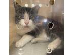 Adopt Working Cat Tom a Domestic Short Hair