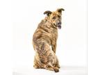 Adopt Zero a German Shepherd Dog, Pit Bull Terrier