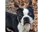 Adopt Kevin a Boston Terrier
