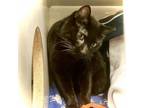 Adopt Maestro a Domestic Short Hair