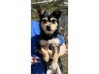 Adopt Archie a Terrier