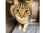 Adopt Tupac a Domestic Short Hair