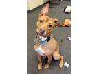 Adopt Nemo a Pit Bull Terrier, Mixed Breed