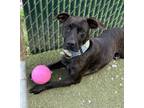 Adopt Clarence a Pit Bull Terrier, Mixed Breed