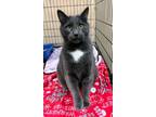 Adopt Jack Jack FIV+ (In a Foster Home) a Domestic Short Hair