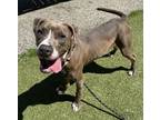 Adopt Rhapsody a Pit Bull Terrier, Mixed Breed