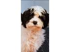 Adopt Manny a Cavapoo