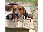 Adopt Link a Beagle