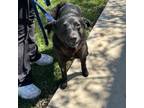 Adopt Scout a Labrador Retriever