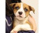 Adopt Habanero a Mixed Breed