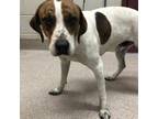 Adopt Jethro a Treeing Walker Coonhound