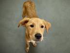 Adopt MR.WHISKERS a Labrador Retriever, Mixed Breed