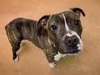 Adopt PRINCE CHARLES a Pit Bull Terrier