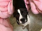 Adopt OREO a Pit Bull Terrier, Mixed Breed