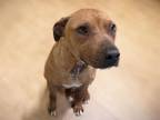 Adopt RUDY a Pit Bull Terrier