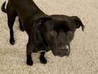 Adopt BASSIMO a Labrador Retriever, Pit Bull Terrier