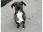 Adopt LIL BEAR a Pit Bull Terrier, Mixed Breed