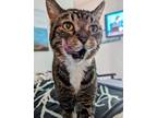 Adopt MUFFY a Domestic Short Hair