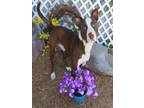 Adopt STEVE a Pit Bull Terrier, Pointer