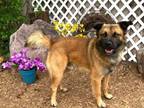 Adopt KAMP a German Shepherd Dog, Mixed Breed