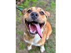 Adopt Tyson a Pit Bull Terrier