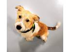 Adopt Trever a Terrier