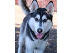 Adopt Clint a Siberian Husky, Mixed Breed