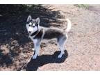 Adopt Clint a Siberian Husky, Mixed Breed