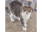 Adopt Abner a Domestic Short Hair, Tabby