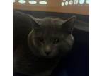 Adopt Pewter a Domestic Short Hair