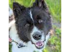 Adopt Cornichon a Mixed Breed, Akita