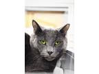 Adopt Pencil a Domestic Short Hair