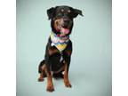 Adopt Hamilton a Mixed Breed