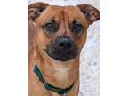 Adopt Willy a Mixed Breed