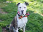 Adopt RAJAH a American Staffordshire Terrier