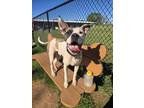 Adopt MURPHY a American Staffordshire Terrier, Mixed Breed